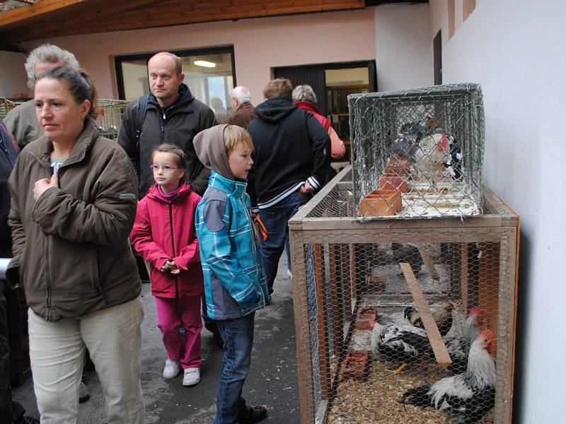 Okresní výstava drobného zvířectva v Besednicích.