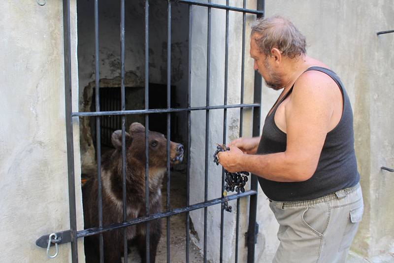 Dvouletá medvíďata se po příjezdu z olomoucké zoo zabydlují na krumlovském zámku.