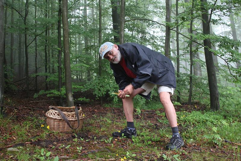 Ivan Janota vyrazil na obhlídku svých míst na svazích Bulového na Českokrumlovsku. Sezóna hřibů začíná.