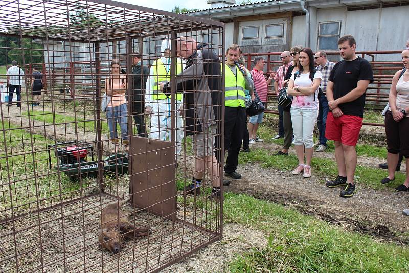 Co dělat, když se objeví africký mor prasat nebo slintavka a kulhavka, předváděli na cvičení v Květušíně státní a vojenští veterináři.