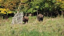 Na zhruba 35 kusů se do dnešních dnů rozrostlo stádo bizona marického v oboře u Lachovic na Vyšebrodsku. Pohovořil o něm Roman Urbanec z Agrowaldu Rožmberk.