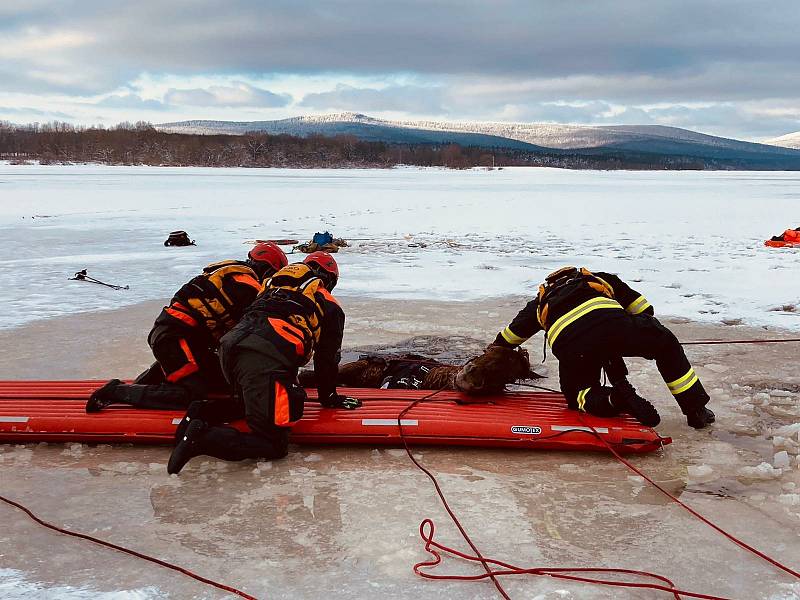 Kobylka Zoja se propadla do Lipna kilometr od břehu. Zachránili ji vodní záchranáři společně s hasiči a mnoha dobrovolníky.