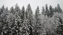 Nedělní sníh u Loučovic