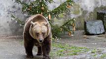 Na obyvatele medvědího příkopu nemohli o Štědrém dni zapomenout obyvatelé Českého Krumlova a okolí.