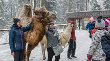 Velbloud Šajtan a lama Otík se producírovali ve sněhu na Lipně.