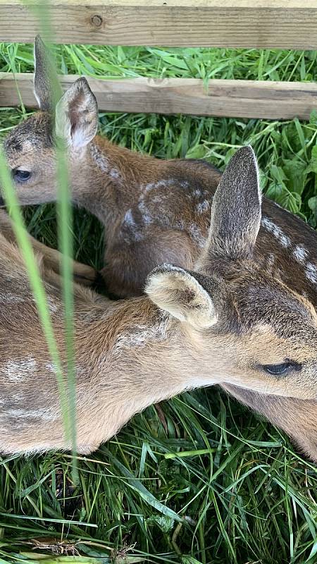 Záchranáři na Vyšebrodsku vyrážejí na louky kolem půl páté ráno. Nalezená srnčata dají do bedny, kde mohou být až osm hodin. 