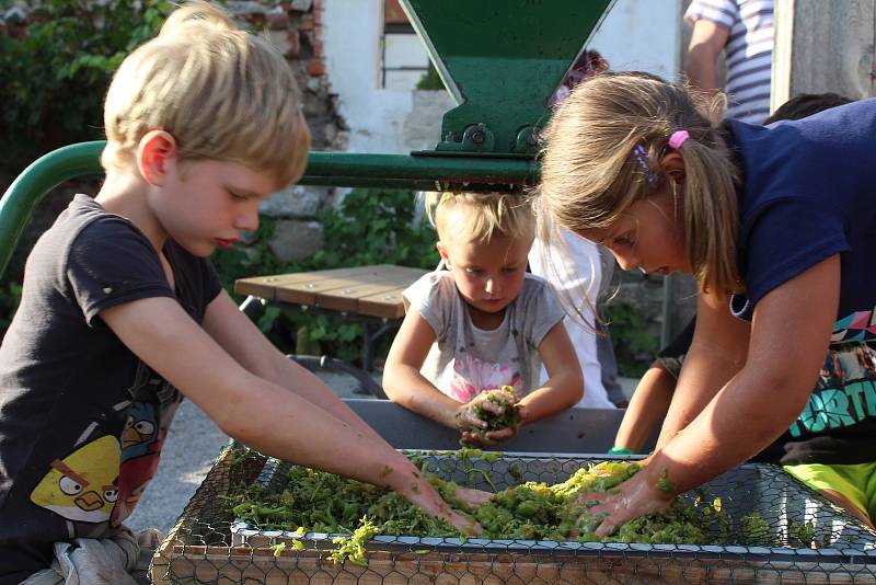 Krumlovské vinobraní 2018. Na vinici na Tramíně se společnými silami sklízela odrůda Solaris.