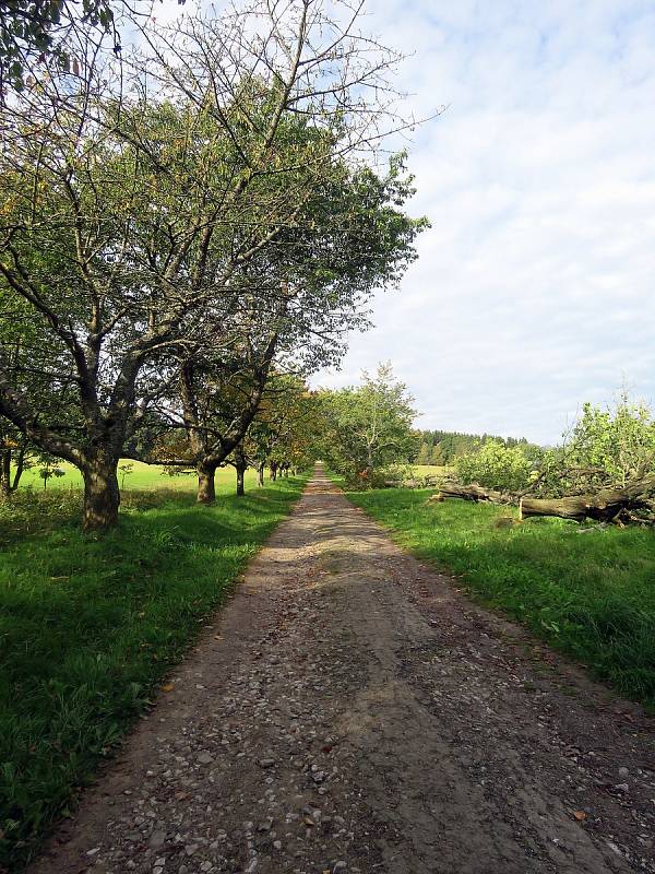 Třešňová alej k pomníku obětem transportu smrti.