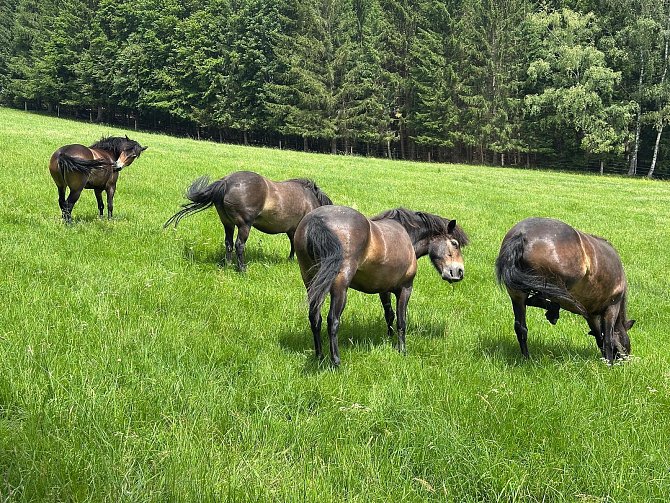 Čtveřice klisen doplnila skupinu divokých koní nedaleko Černého Údolí. Stádo v rezervaci je tak kompletní.