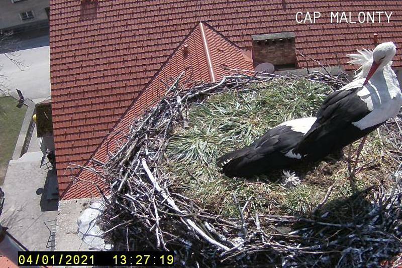 Čápi se vrátili i do svého hnízda v Malontech, kde díky kamerám mohou zájemci sledovat, co se u čápů doma děje.