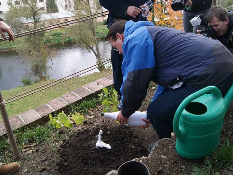 Slavnostní sázení vinné révy na terase zahradního domku - ateliéru Egona Schieleho.