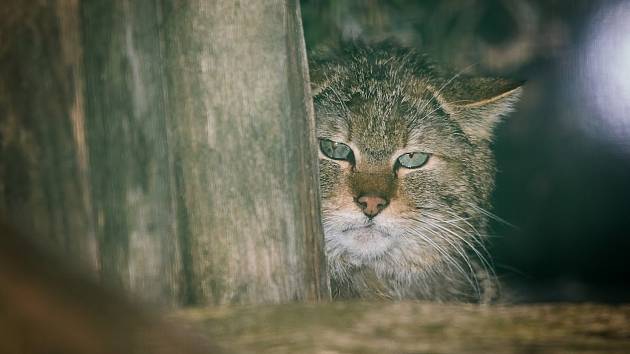 Kočku divokou uvidíte v mini zoo v lipenském Království lesa.