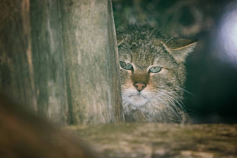 Kočku divokou uvidíte v mini zoo v lipenském Království lesa.