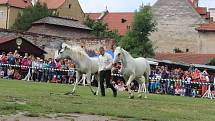 Drezúrní vystoupení s koňmi v Pivovarské zahradě v rámci slavností růže.