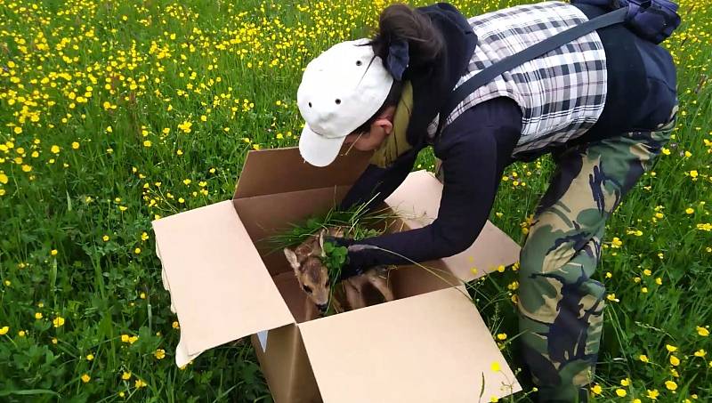 Šanci na život dostala ve čtvrtek ráno dvě srnčata na louce u Velešína, která našel dron s termovizí. Nebýt dobrovolníků a také ochoty zemědělců a myslivců spolupracovat, rozsekala by je žací lišta.