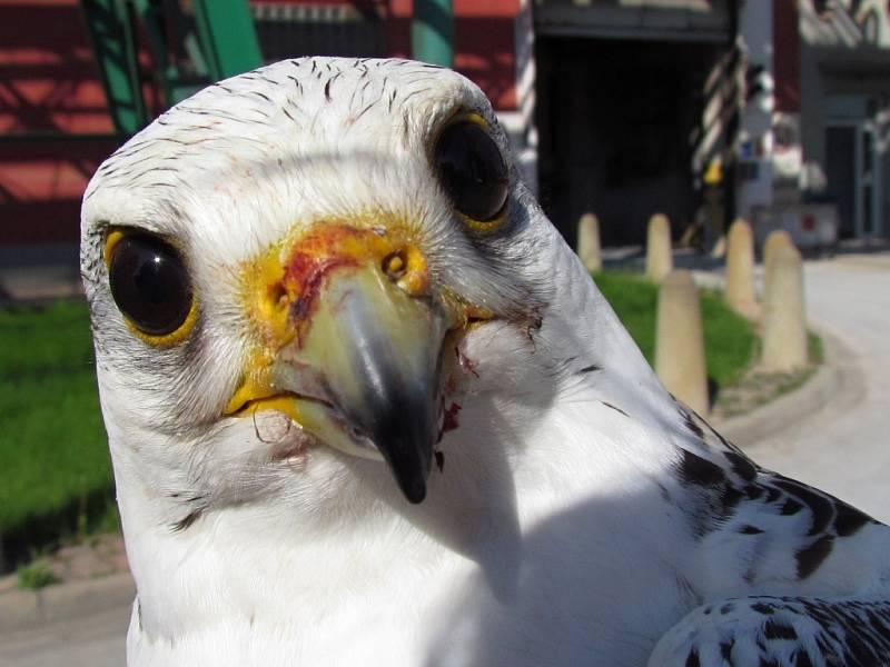Vzácného dravce, který se zatoulal majiteli, odchytili ornitologové v areálu přerovské chemičky Precheza