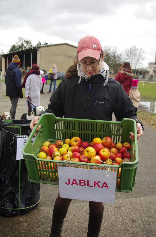 Vánoční krmení koní v areálu Střední školy zemědělské v Přerově