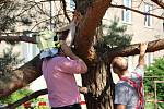 V Přerově spadla mohutná větev na dvě ženy a zranila. Nehoda se stala mezi Šrobárovou ulicí a tř. 17. listipadu