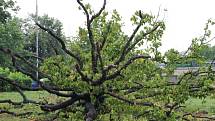 Osmnáct metrů vysoká a sto třicet let stará líska turecká, která je jedním památných stromů na území města Přerova, se skácela k zemi. Strom byl už delší dobu ve špatném zdravotním stavu.
