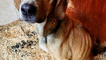 O podvyživenou fenku a psa, které krajská veterinární správa odebrala chovatelce z Kojetína, se stará spolek Russell rescue v Kojetíně. Ten pomáhá zachraňovat opuštěné a týrané psy a psy z množíren