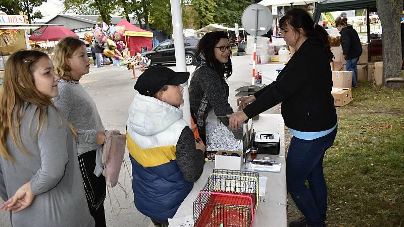 Celostátní výstava domácího zvířectva a Okresní dožínky na přerovském výstavišti. 18.9. 2021