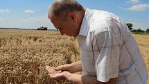 Letošní úrodu na Hané poznamenalo velké sucho – pro sklizeň je sice počasí ideální, ale zrno má menší velikost.