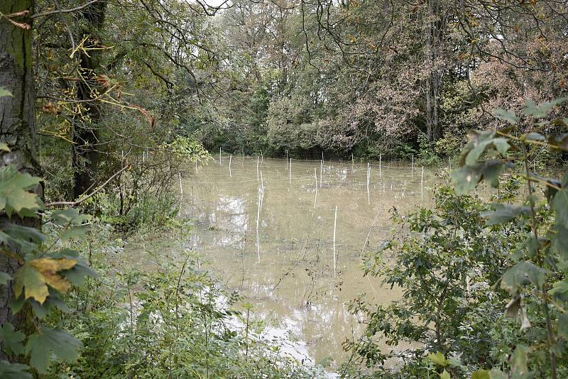 Rozvodněná Morava v Kojetíně, zaplavila třeba i fotbalové hřiště nebo loděnici. 15.10. 2020