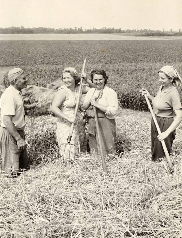 Fotografie zachycuje natáčení filmu Pod hanáckým nebem v roce 1959, který popisuje jak zde probíhala sklizeň. Na stohu zprava V. Karhanová, J. Spáčilová, J. Kratochvílová a Fr. Trefílek.