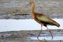Vzácný ibis hnědý na Hradeckém rybníku v Tovačově