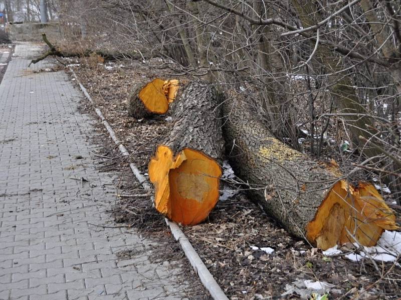 Kácení olší u potoku Strhance nedaleko přerovského výstaviště