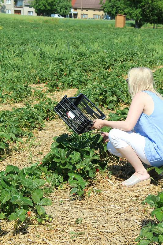 Jahodové plantáže v Bochoři, 19. června 2021