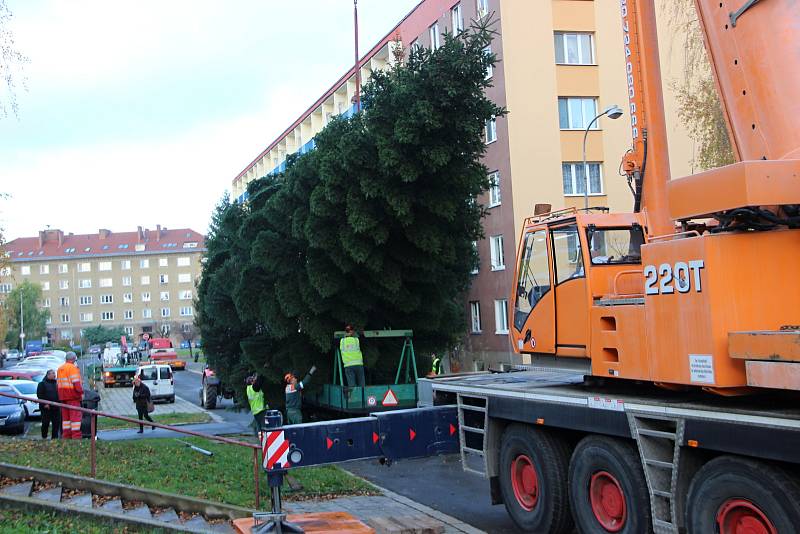 Pracovníci technických služeb káceli, převáželi a poté usazovali na své nové místo vánoční strom. Jedle bělokorá, která pochází z Želatovské ulice je stará přes čtyřicet let a „soutěžila“ s dalšími dvanácti kandidáty.