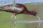Na střední Moravě se objevili vzácní opeřenci  - ibis hnědý