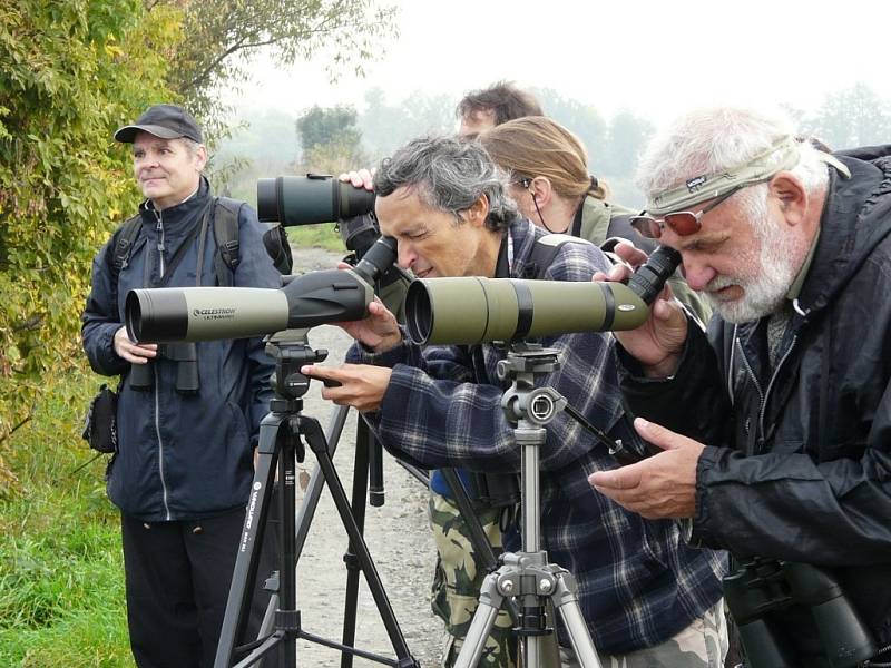 Pozorování ptactva v Tovačově.