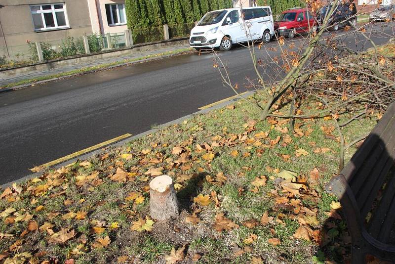 Stavba protipovodňové zídky na nábřeží Edvarda Beneše se rozběhla naplno – ustoupit jí musely první stromy, které byly v aleji vykáceny tento týden.