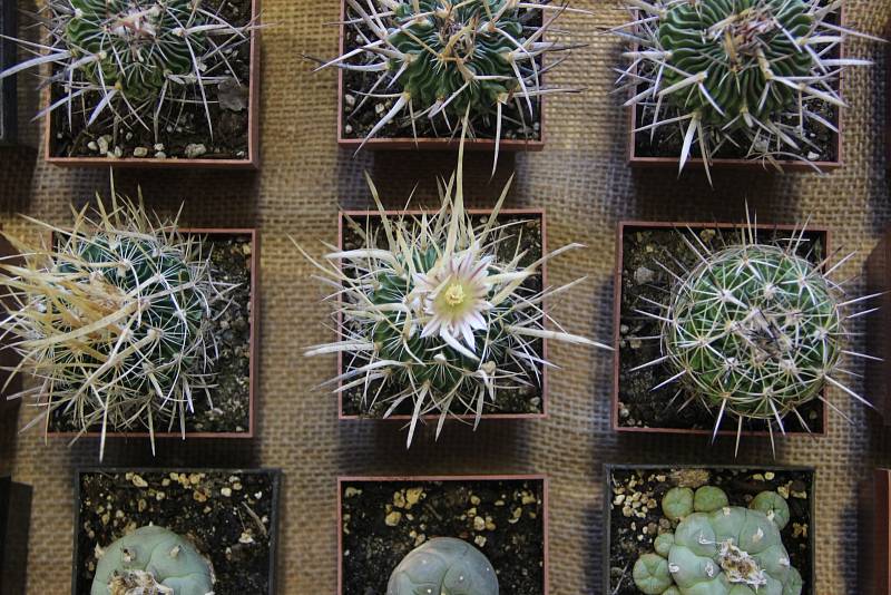 Výstava kaktusů a sukulentů v Přerově má již svoji tradici.