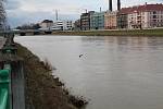Déšť zvedl hladinu Bečvy, Přerov 5. února 2020 dopoledne