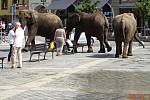O rozruch se postarali sloni, kteří se v doprovodu ošetřovatelů osvěžili v kašně na náměstí T. G. Masaryka.