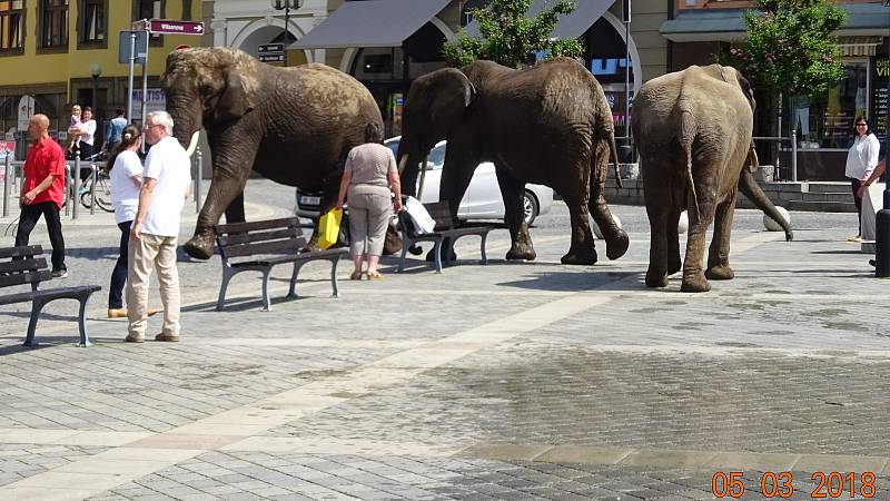 O rozruch se postarali sloni, kteří se v doprovodu ošetřovatelů osvěžili v kašně na náměstí T. G. Masaryka.