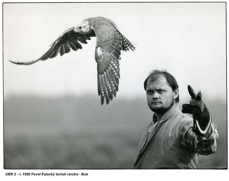 Profesionální sokolník Pavel Palacký se svým rarohem Bukem na fotografii z roku 1990