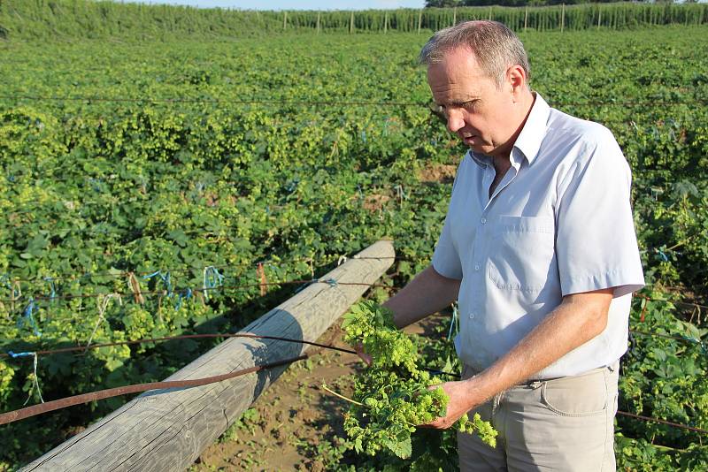 Předseda Zemědělského družstva v Kokorách Vladimír Lichnovský ukazuje rozsah škod, které 14. srpna 2020 napáchala bouřka. Silný vítr strhl týden před sklizní chmelnice na šestnácti hektarech.