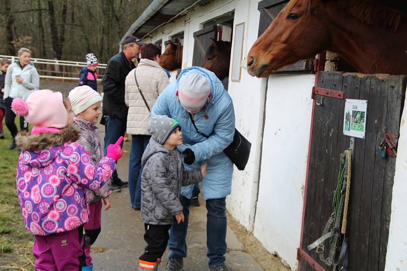 Tradiční krmení koní na Štědrý den ve Střední školy zemědělské v Přerově