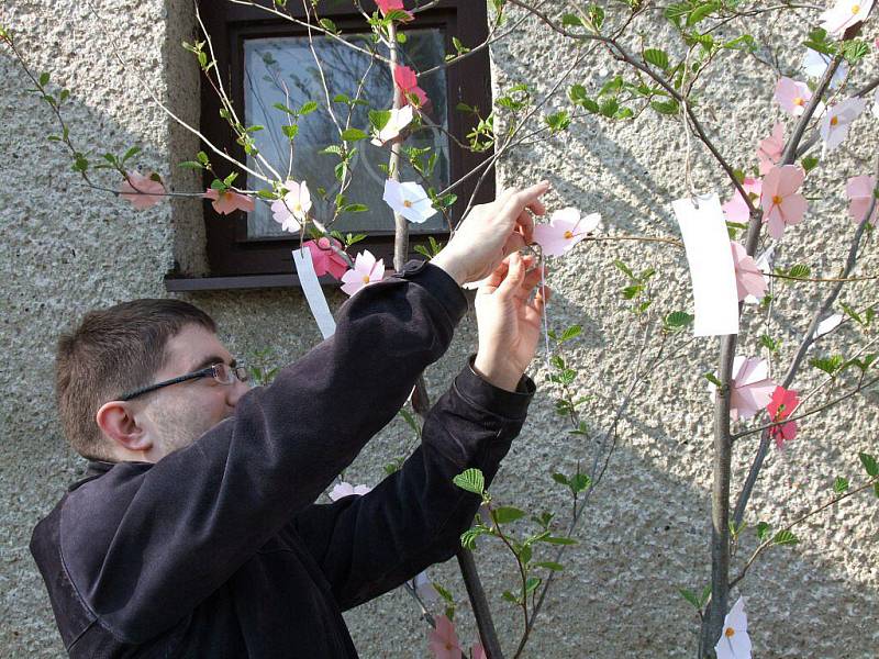 Lidé mohli v sobotu přijít do areálu Ornitologické stanice v Přerově a podle japonské tradice zavěsit na symbolickou sakuru, kterou ve skutečnosti představovala nazdobená větev osiky, svá přání