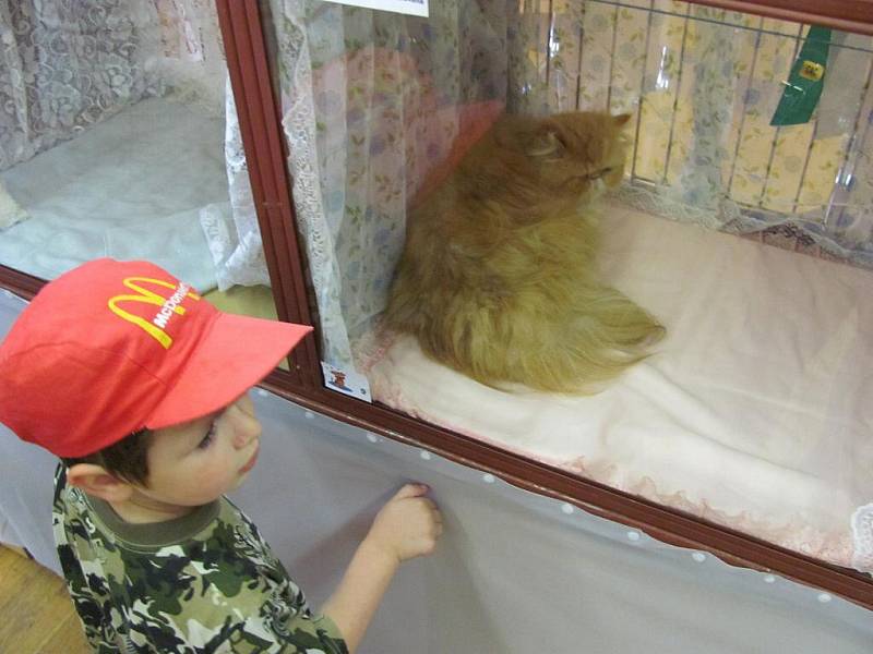 Propagační výstava koček v Lipníku