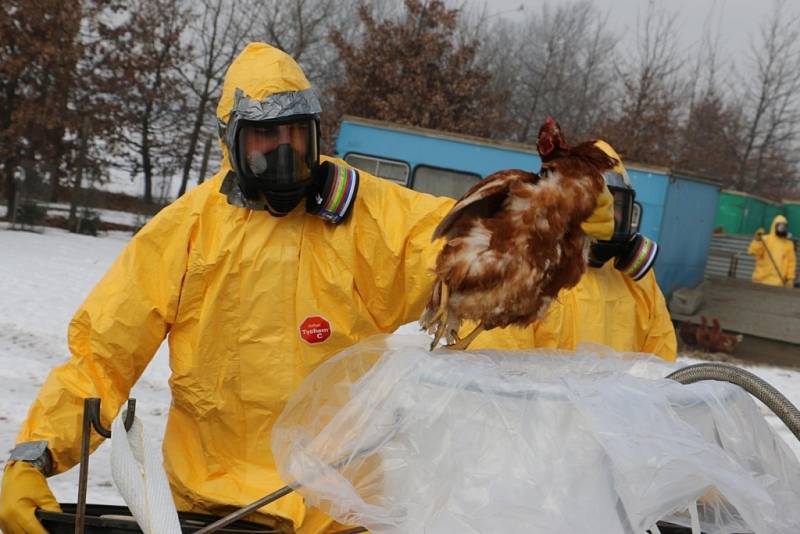 Na likvidaci chovu drůbeže v Lověšicích, kde vypukla ptačí chřipka, se v sobotu podíleli pracovníci Krajské veterinární správy v Olomouci spolu s hasiči.