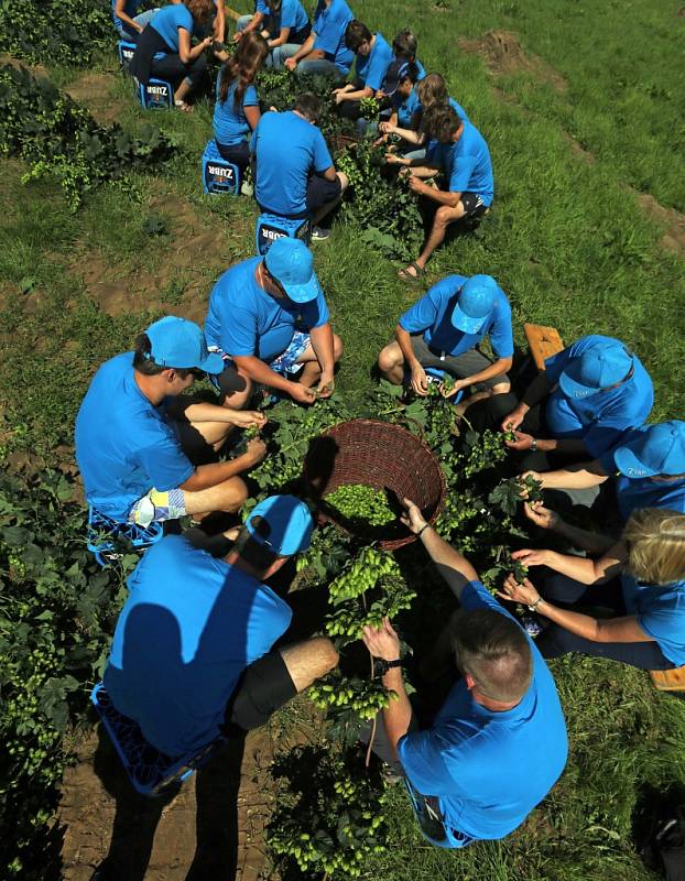 Tradiční česání chmele se zaměstnanci pivovaru Zubr.