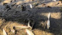 Úhyn ryb na řece Bečva v okolí hustopečského mostu v neděli 20. září odpoledne.