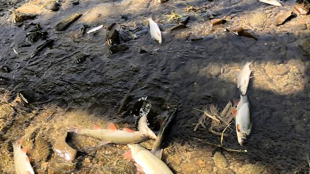 Úhyn ryb na řece Bečva v okolí hustopečského mostu v neděli 20. září 2020 odpoledne.