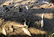 Úhyn ryb na řece Bečva v okolí hustopečského mostu v neděli 20. září 2020 odpoledne.