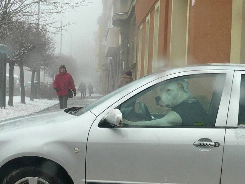 Zvláštního šoféra, který parkoval jako zvíře, zaregistrovali ve středu dopoledne v Komenského ulici v Přerově strážníci.